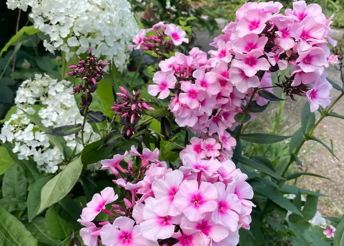 فندق مبيت وإفطار Pajula